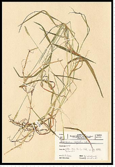 Alopecurus aequalis Sobol.