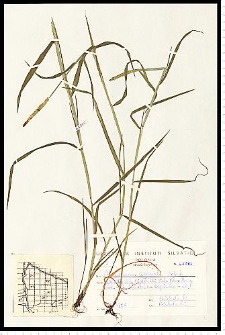 Alopecurus aequalis Sobol.