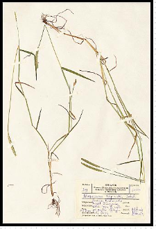 Alopecurus aequalis Sobol.