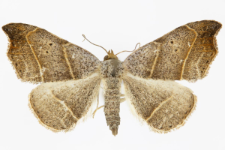 Laspeyria flexula