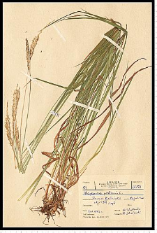 Alopecurus pratensis L.