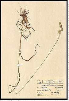 Dactylis glomerata L.