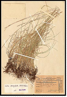 Festuca trachyphylla (Hack.) Krajina