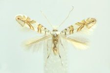 Phyllonorycter platanoidella (Joannis, 1930)