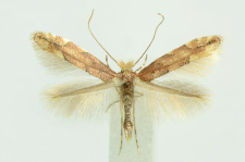 Phyllonorycter sagitella (Bjerkander, 1790)