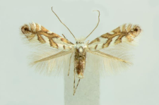 Phyllonorycter geniculella (Ragonot, 1874)