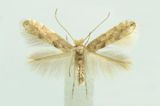 Phyllonorycter pastorella (Zeller, 1846)