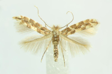 Phyllonorycter populifoliella (Treitschke, 1833)