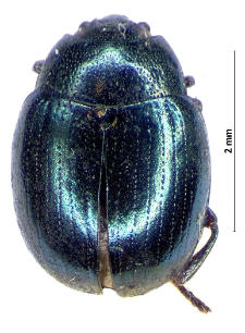 Phaedon cochleariae (Fabricius, 1792)