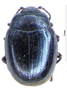 Phaedon laevigatus C. Duftschmid, 1825