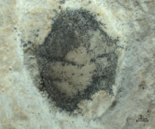 Goniodromites kubai