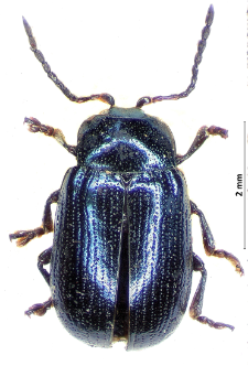 Phratora laticollis (E. Suffrian, 1851)