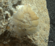 Goniodromites kubai