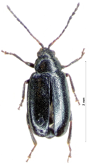 Phyllotreta nigripes (Fabricius, 1775)