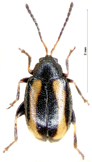 Phyllotreta undulata F. Kutschera, 1860