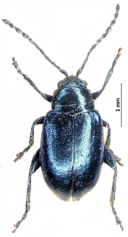 Altica oleracea (Linnaeus, 1758)