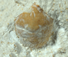 Goniodromites kubai