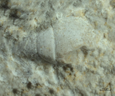 Goniodromites kubai