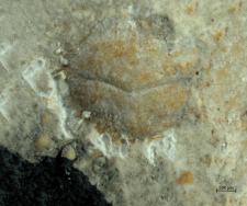 Goniodromites kubai