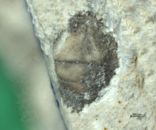 Goniodromites kubai