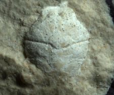 Goniodromites kubai