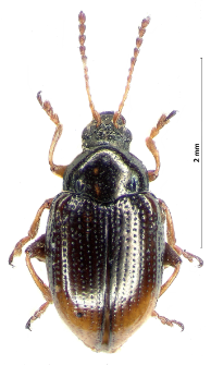 Hippuriphila modeeri (Linnaeus, 1760)