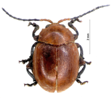 Argopus nigritarsis (F. Gebler, 1823)