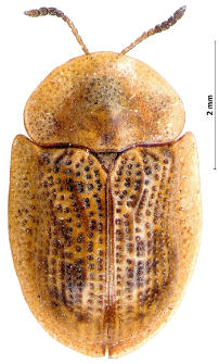 Cassida flaveola C.P. Thunberg, 1794