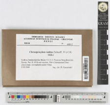 Chroogomphus rutilus (Schaeff.: Fr.) O. K. Miller