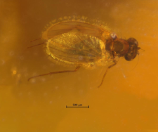 Dolichopodidae