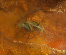 Dolichopodidae