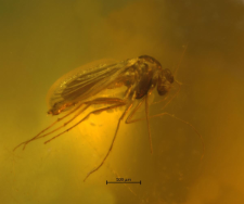 Chironomidae (Orthocladiinae)