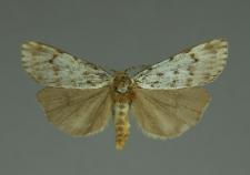 Coscinia cribraria (Linnaeus, 1758)