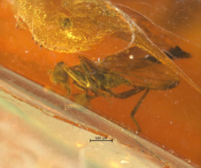 Hybotidae (Tachydromiinae)