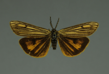 Spiris striata (Linnaeus, 1758)