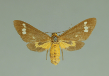 Dysauxes ancilla (Linnaeus, 1767)