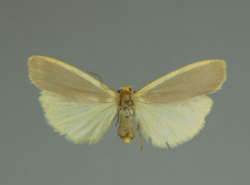 Eilema complana (Linnaeus, 1758)