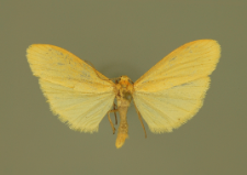 Eilema sororcula (Hufnagel, 1766)