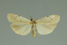 Pelosia muscerda (Hufnagel, 1766)