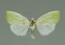 Earias clorana (Linnaeus, 1761)