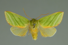 Pseudoips prasinana (Linnaeus, 1758)