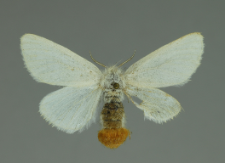 Euproctis chrysorrhoea (Linnaeus, 1758)