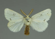 Euproctis chrysorrhoea (Linnaeus, 1758)