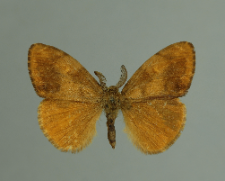 Orgyia antiqua (Linnaeus, 1758)