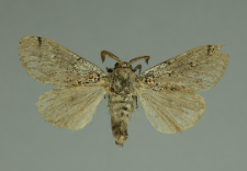 Gynaephora fascelina (Linnaeus, 1758)