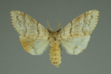 Calliteara pudibunda (Linnaeus, 1758)