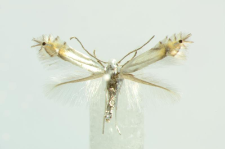 Phyllonorycter xenia M. Hering , 1936
