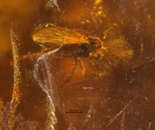 Chironomidae