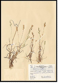 Bromus hordeaceus L.