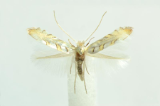 Phyllonorycter abrasella (Duponchel, 1843)